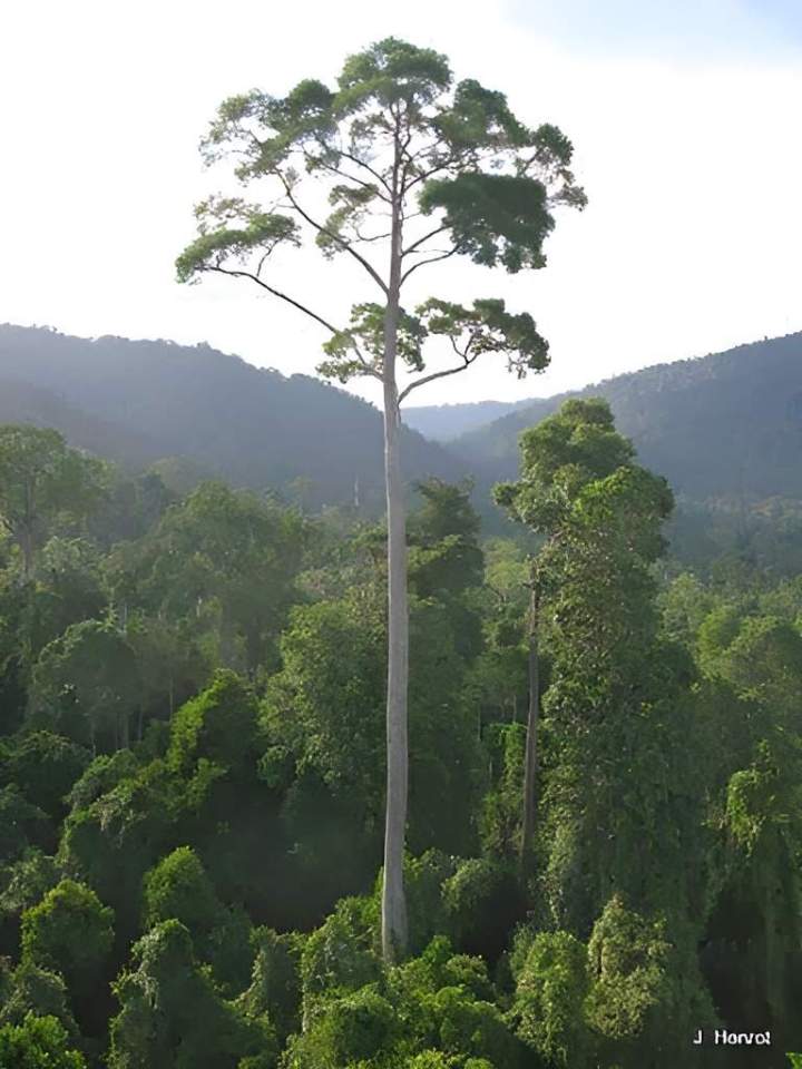 Arbres Marsac‑sur‑l’Isle