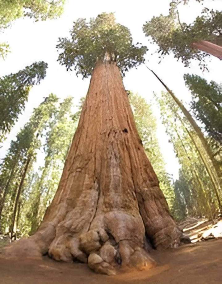 Grand arbre Marsac‑sur‑l’Isle