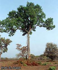 ARBRE KHAYA
